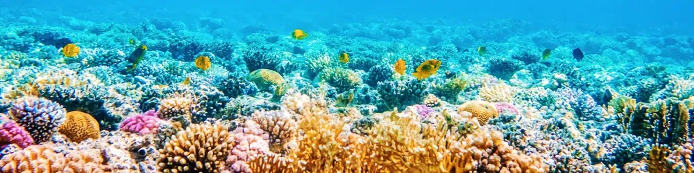 Beautiful underwater panoramic view with tropical fish and coral reefs
